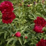 Best Time to Transplant Peony