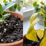 What Chicago, IL Residents Should Know About Bugs Living in Houseplant Pots