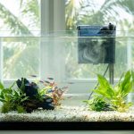 Hazy aquarium water caused by bacterial bloom